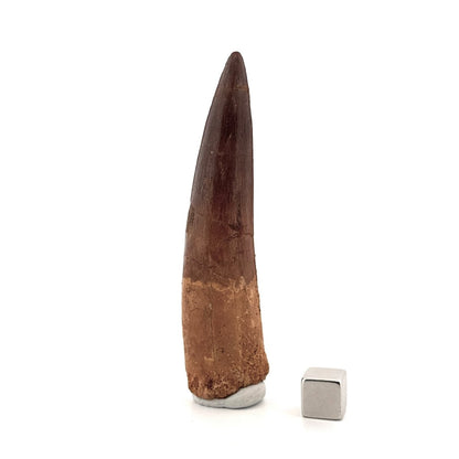 Spinosaurus Tooth Fossil (3.35") – Late Cretaceous Dinosaur tooth from Morocco - FossilsAndMore