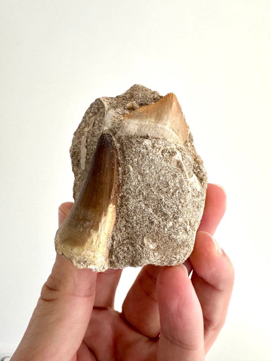 Squalicorax and Mosasaur Teeth on Matrix – Morocco, Cretaceous - FossilsAndMore