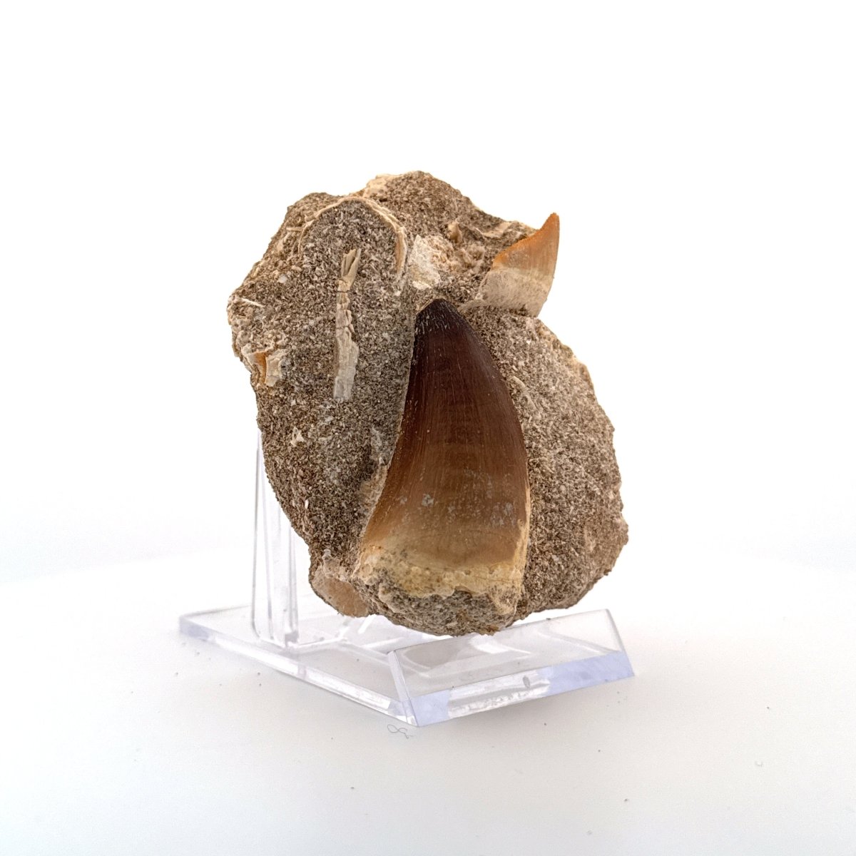 Squalicorax and Mosasaur Teeth on Matrix – Morocco, Cretaceous - FossilsAndMore