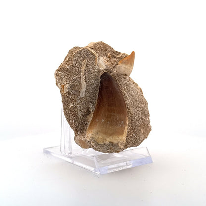 Squalicorax and Mosasaur Teeth on Matrix – Morocco, Cretaceous - FossilsAndMore