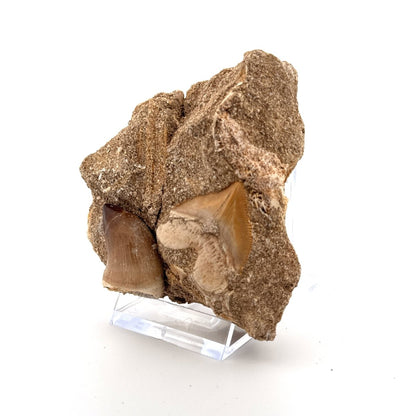 Squalicorax and Mosasaur Teeth on Matrix – Morocco, Cretaceous - FossilsAndMore