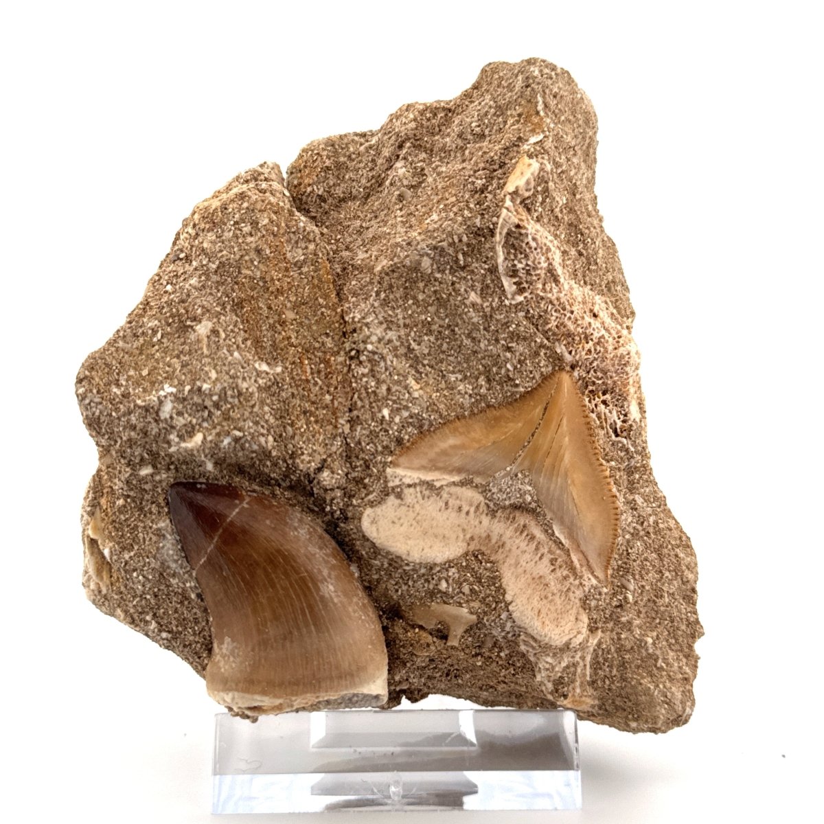 Squalicorax and Mosasaur Teeth on Matrix – Morocco, Cretaceous - FossilsAndMore