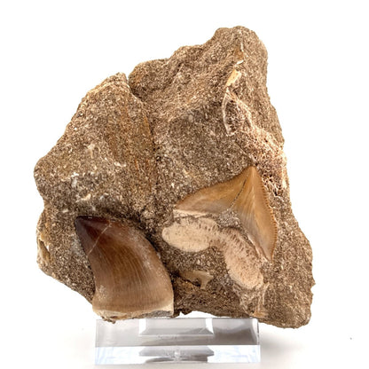 Squalicorax and Mosasaur Teeth on Matrix – Morocco, Cretaceous - FossilsAndMore