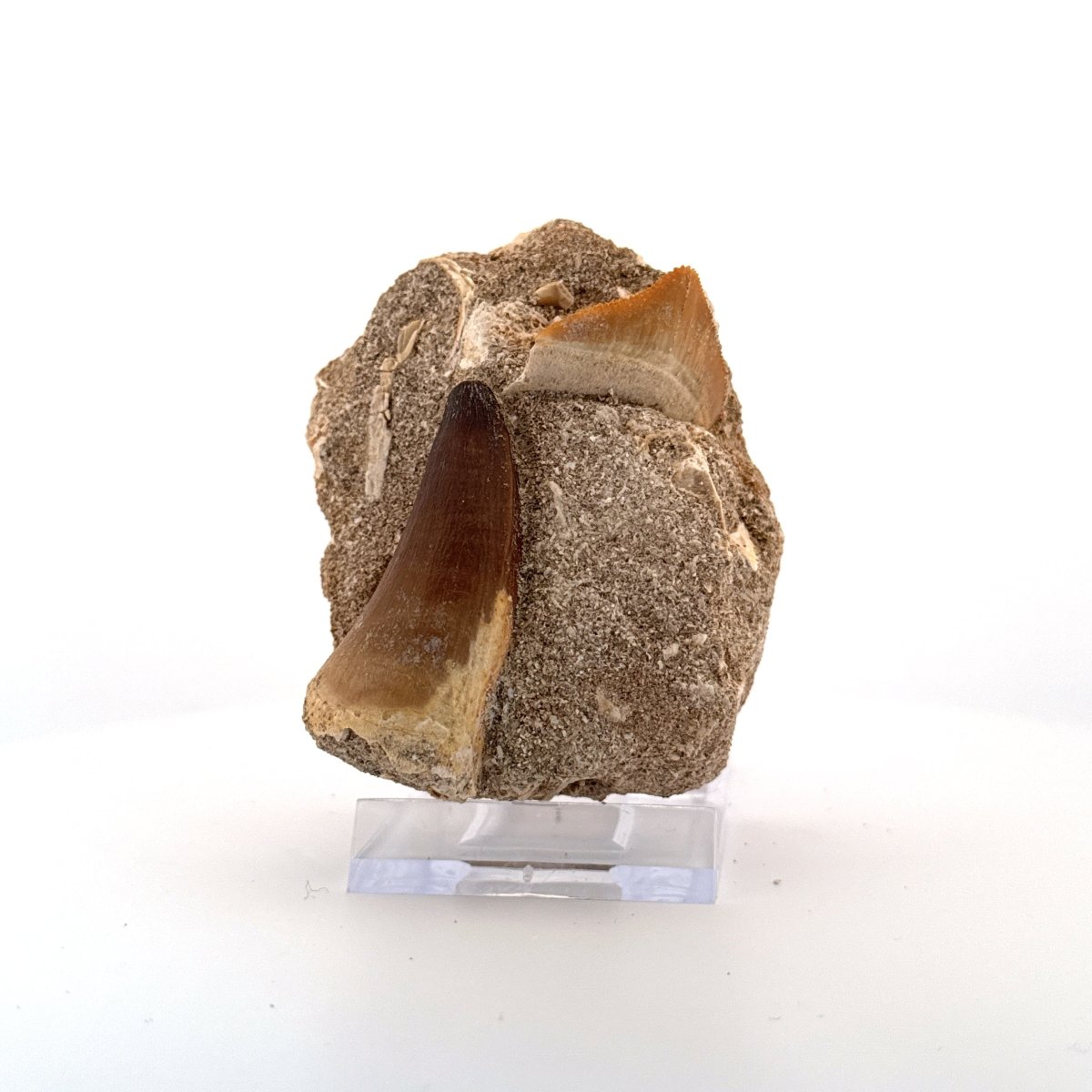 Squalicorax and Mosasaur Teeth on Matrix – Morocco, Cretaceous - FossilsAndMore