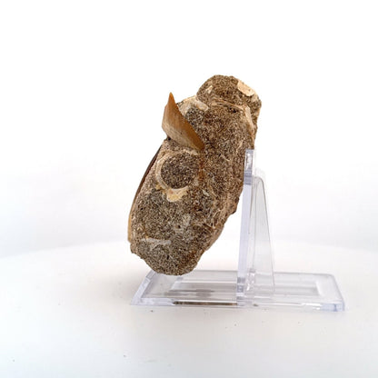 Squalicorax and Mosasaur Teeth on Matrix – Morocco, Cretaceous - FossilsAndMore