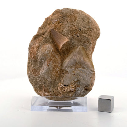 Squalicorax and Mosasaur Tooth on Matrix from Morocco, Cretaceous - FossilsAndMore