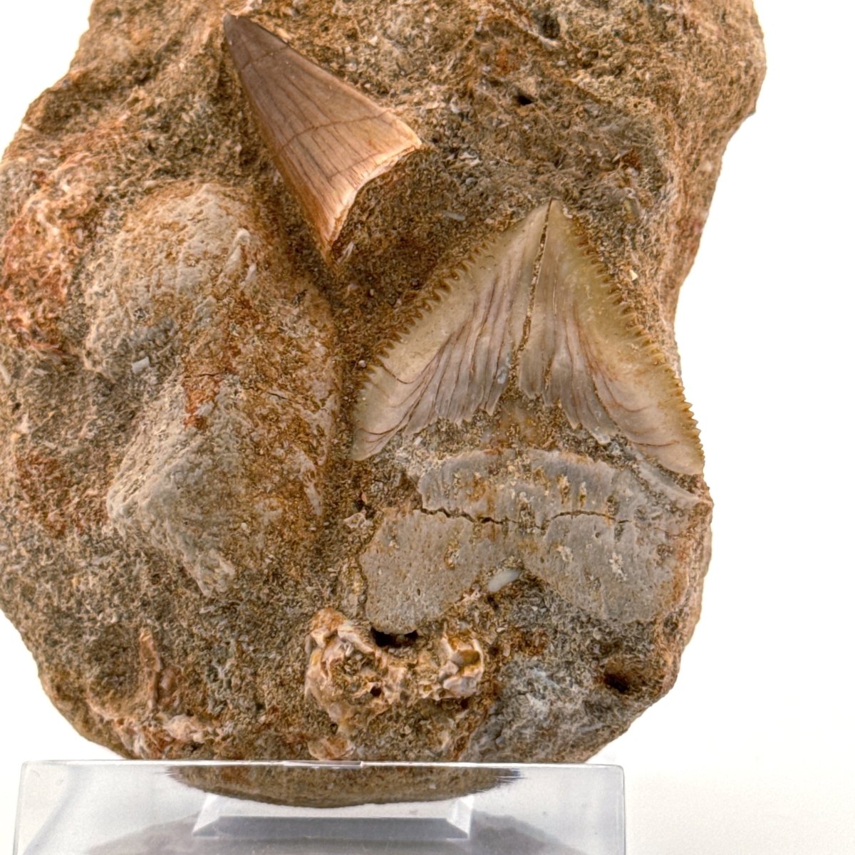 Squalicorax and Mosasaur Tooth on Matrix from Morocco, Cretaceous - FossilsAndMore