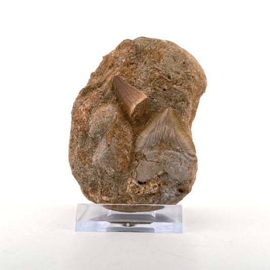 Squalicorax and Mosasaur Tooth on Matrix from Morocco, Cretaceous - FossilsAndMore