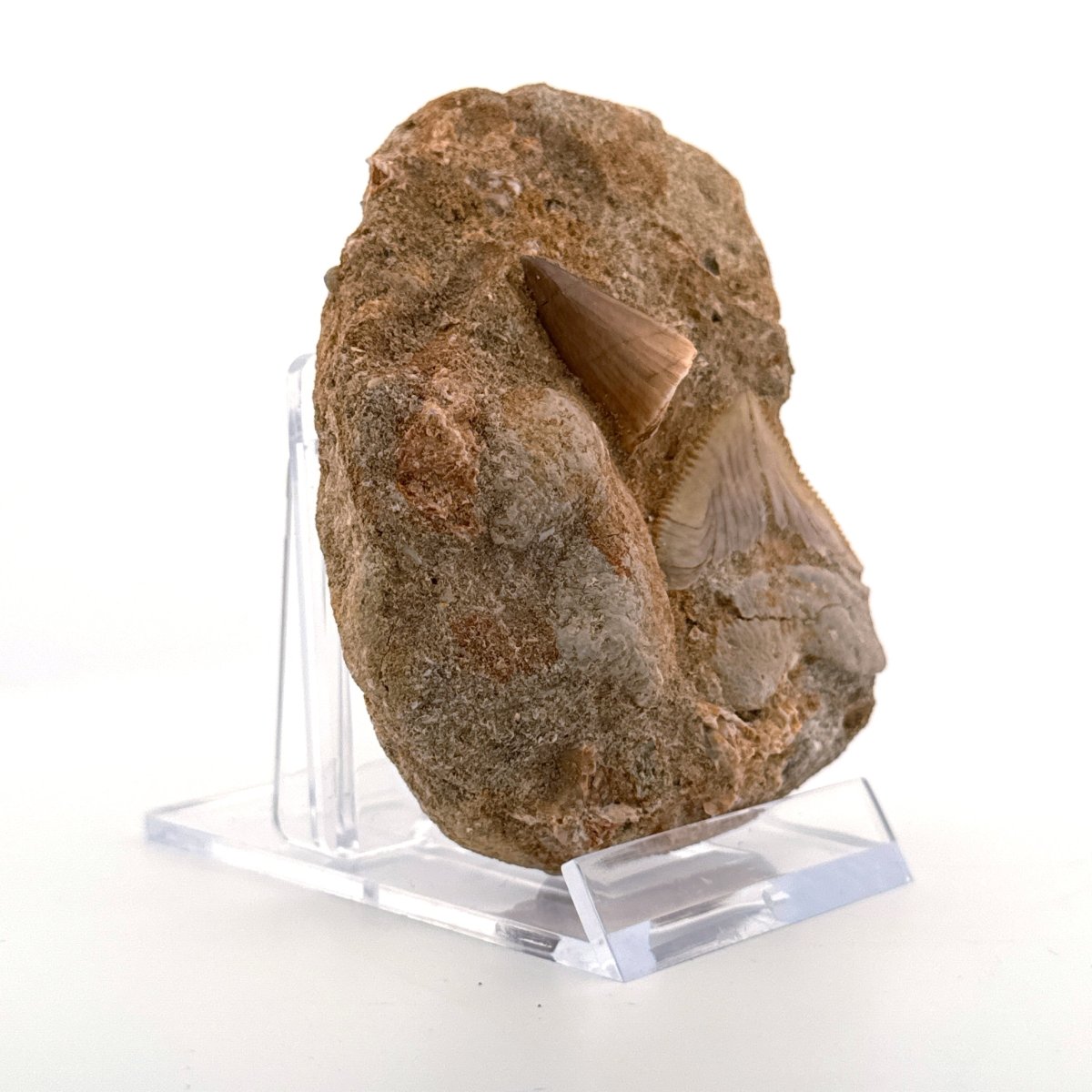 Squalicorax and Mosasaur Tooth on Matrix from Morocco, Cretaceous - FossilsAndMore