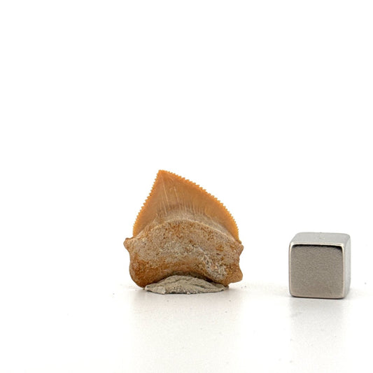 Squalicorax pristodontus shark tooth fossil from Cretaceous, Morocco (0.97") - FossilsAndMore