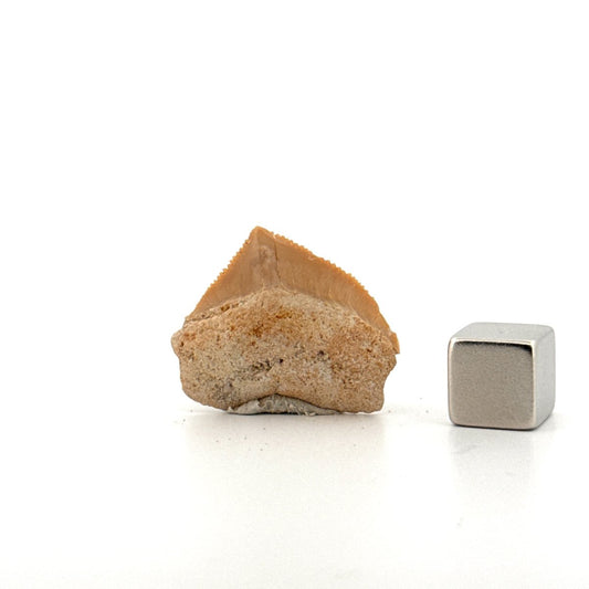 Squalicorax pristodontus shark tooth fossil from Cretaceous, Morocco (0.98") - FossilsAndMore