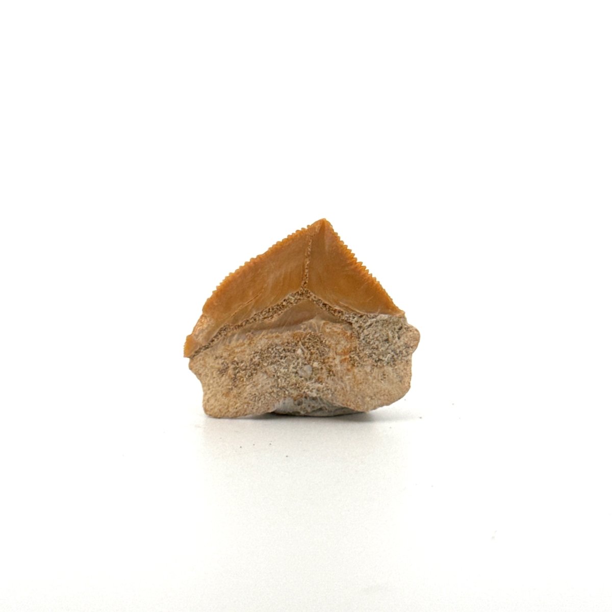 Squalicorax pristodontus shark tooth fossil from Cretaceous, Morocco (0.98") - FossilsAndMore