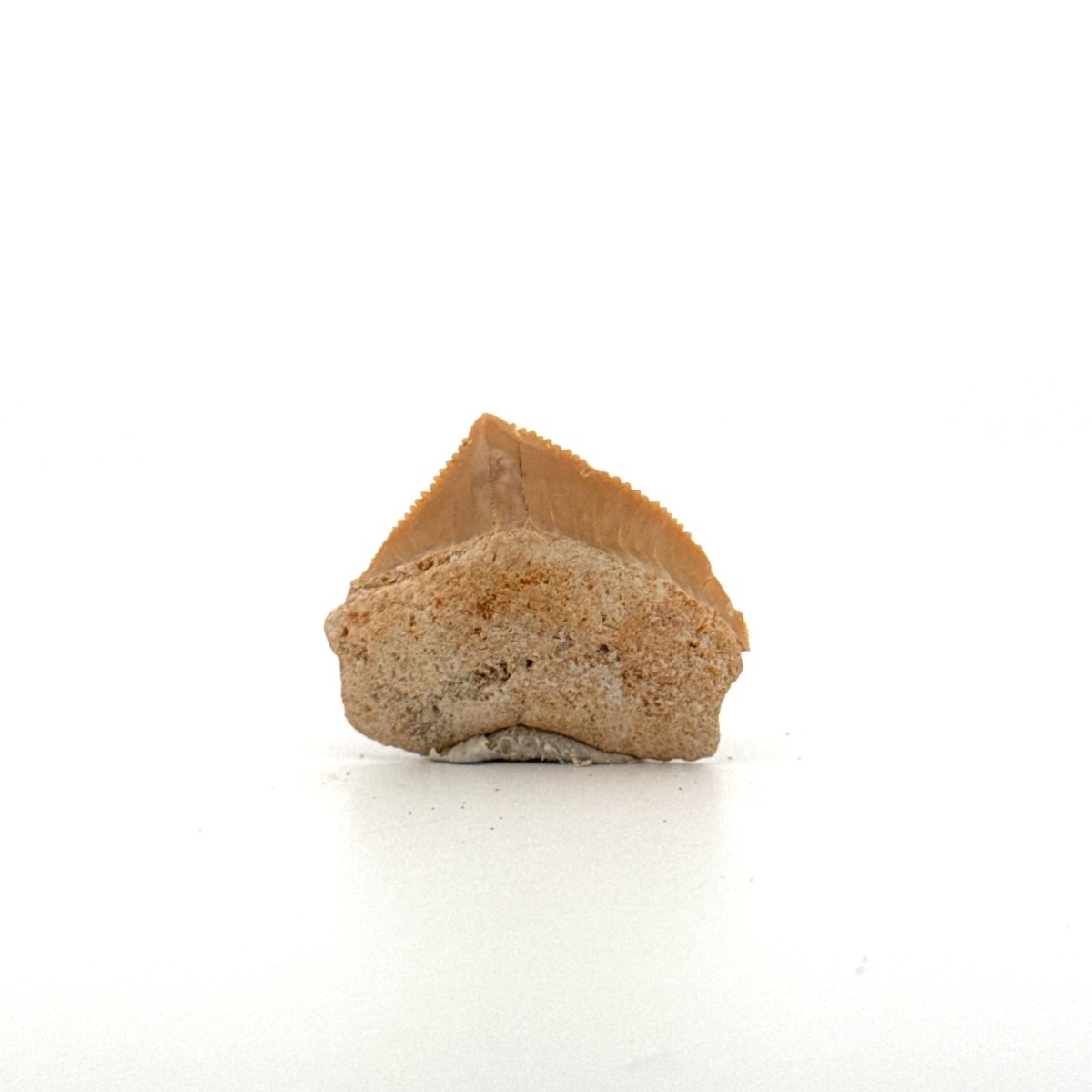 Squalicorax pristodontus shark tooth fossil from Cretaceous, Morocco (0.98") - FossilsAndMore