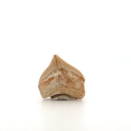 Squalicorax pristodontus shark tooth fossil from Cretaceous, Morocco (1.03") - FossilsAndMore