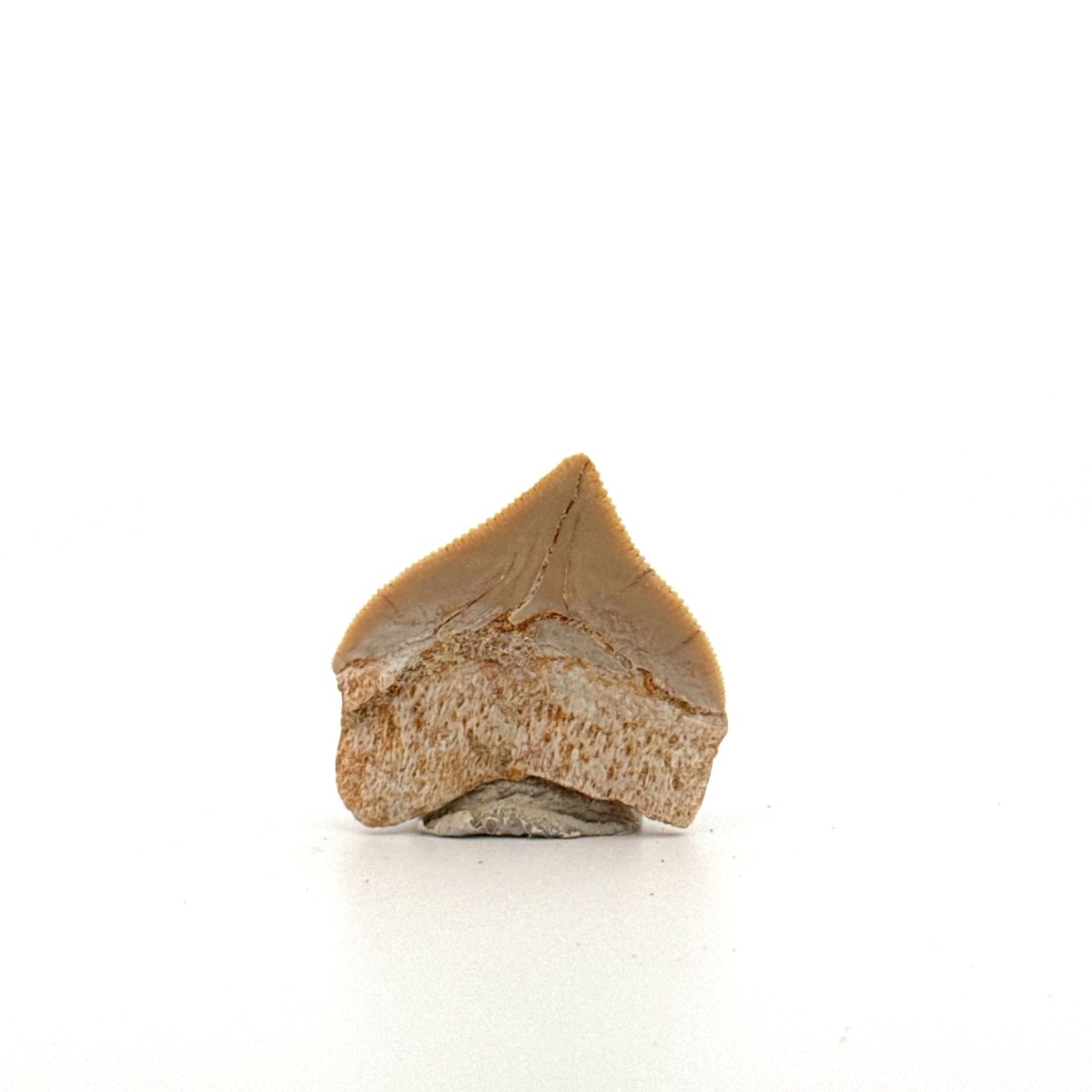 Squalicorax pristodontus shark tooth fossil from Cretaceous, Morocco (1.03") - FossilsAndMore