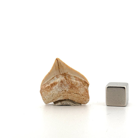 Squalicorax pristodontus shark tooth fossil from Cretaceous, Morocco (1.03") - FossilsAndMore