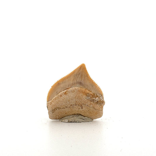 Squalicorax pristodontus shark tooth fossil from Cretaceous, Morocco (1.09") - FossilsAndMore
