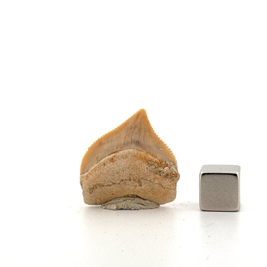 Squalicorax pristodontus shark tooth fossil from Cretaceous, Morocco (1.09") - FossilsAndMore