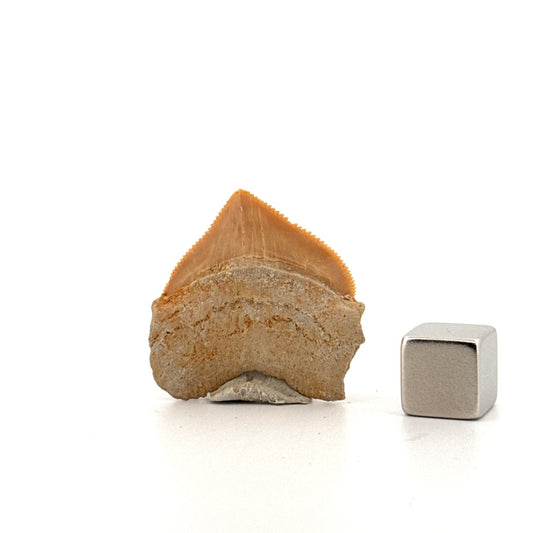 Squalicorax pristodontus shark tooth fossil from Cretaceous, Morocco (1.17") - FossilsAndMore