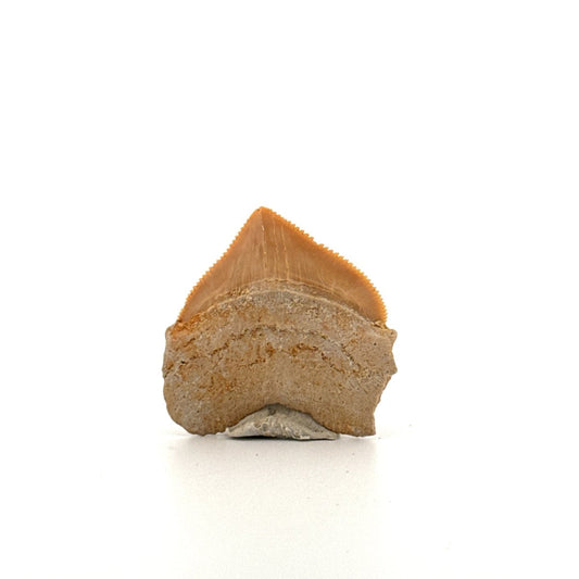 Squalicorax pristodontus shark tooth fossil from Cretaceous, Morocco (1.17") - FossilsAndMore