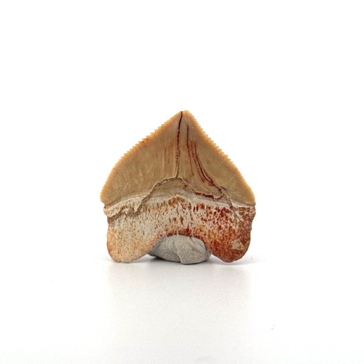 Squalicorax pristodontus shark tooth fossil from Cretaceous, Morocco (1.19") - FossilsAndMore