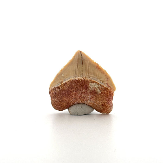 Squalicorax pristodontus shark tooth fossil from Cretaceous, Morocco (1.19") - FossilsAndMore