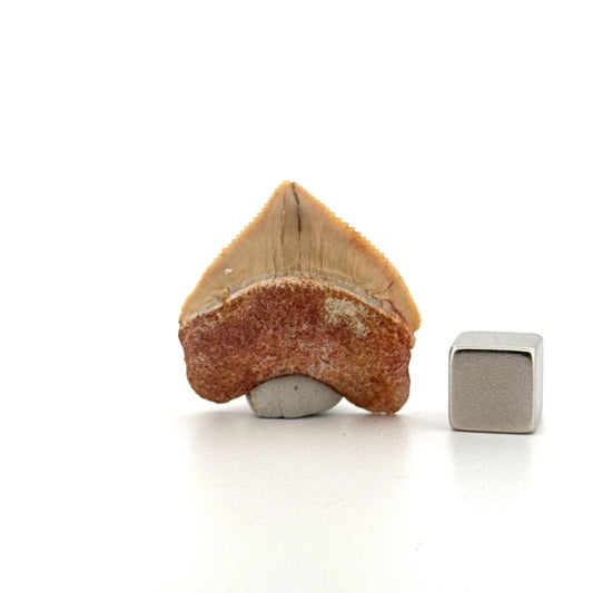 Squalicorax pristodontus shark tooth fossil from Cretaceous, Morocco (1.19") - FossilsAndMore