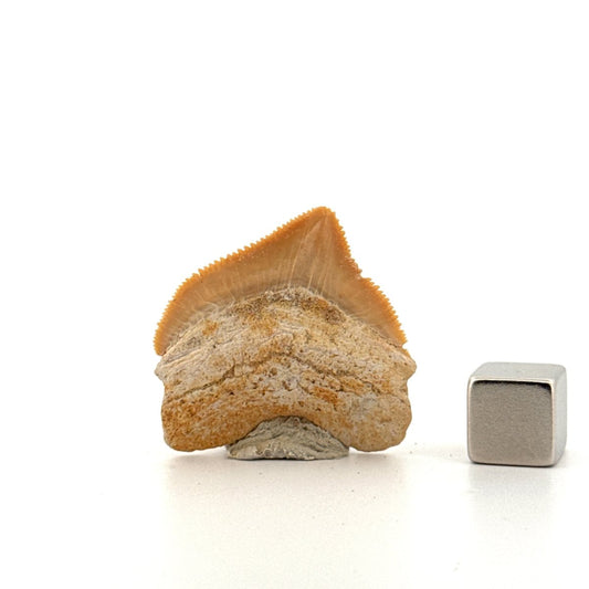 Squalicorax pristodontus shark tooth fossil from Cretaceous, Morocco (1.28") - FossilsAndMore