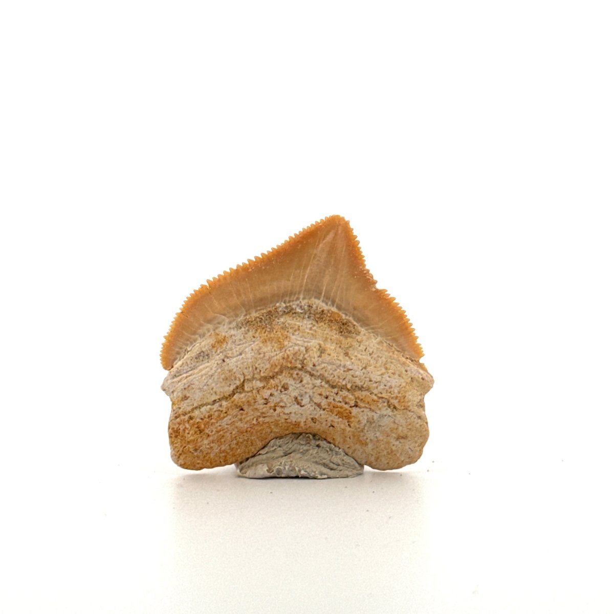 Squalicorax pristodontus shark tooth fossil from Cretaceous, Morocco (1.28") - FossilsAndMore
