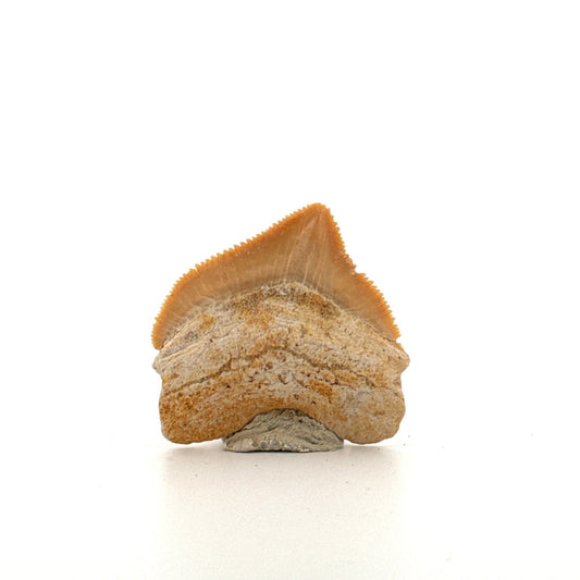 Squalicorax pristodontus shark tooth fossil from Cretaceous, Morocco (1.28") - FossilsAndMore