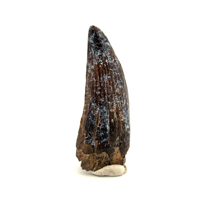 Suchomimus Dinosaur Tooth (2.03") - Spinosaurid Tooth Fossil - Early Cretaceous, Niger - FossilsAndMore