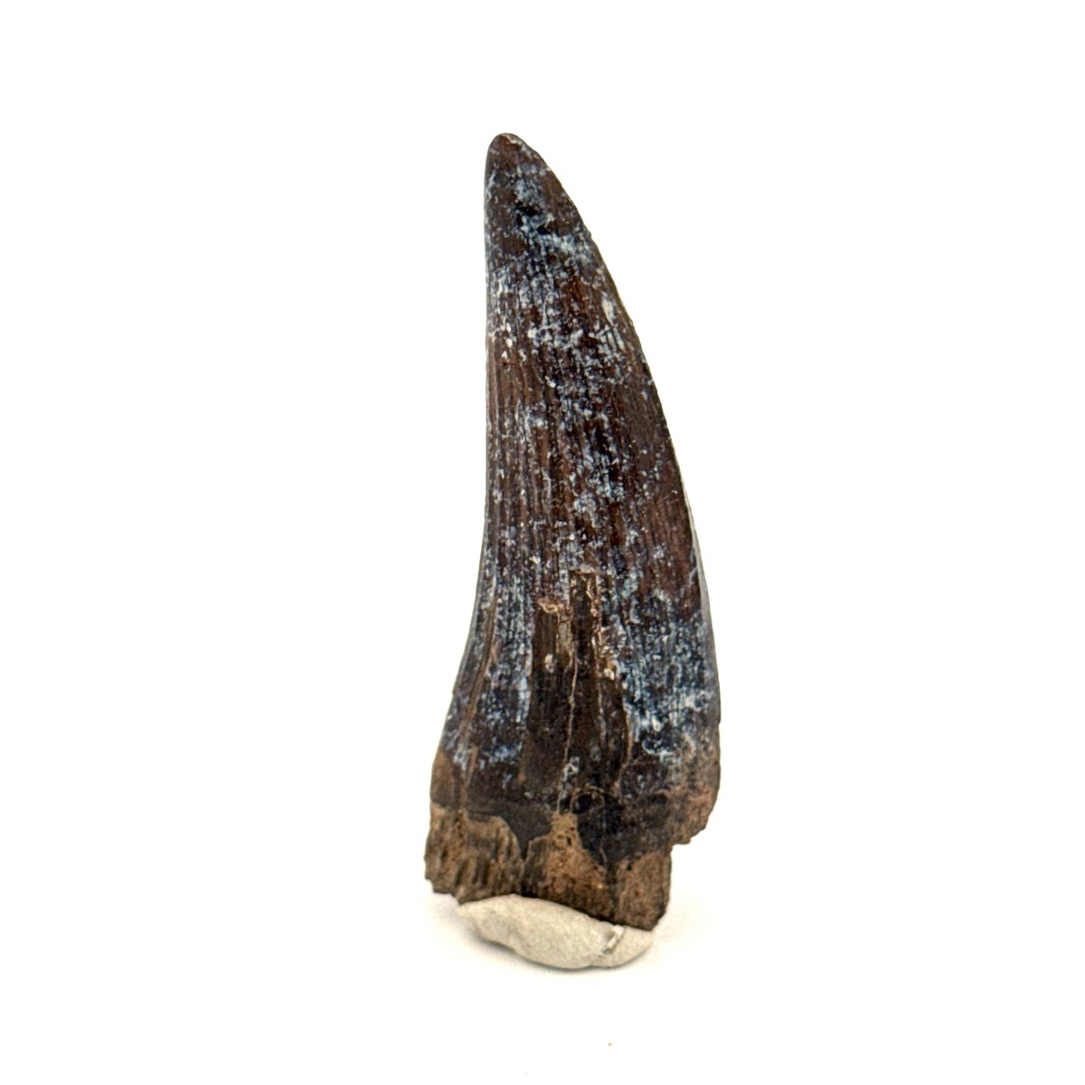Suchomimus Dinosaur Tooth (2.03") - Spinosaurid Tooth Fossil - Early Cretaceous, Niger - FossilsAndMore