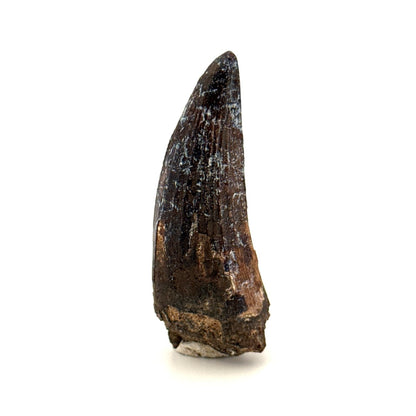 Suchomimus Dinosaur Tooth (2.03") - Spinosaurid Tooth Fossil - Early Cretaceous, Niger - FossilsAndMore