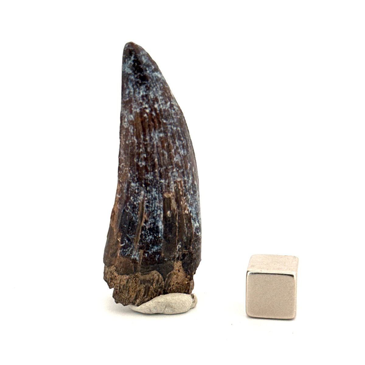 Suchomimus Dinosaur Tooth (2.03") - Spinosaurid Tooth Fossil - Early Cretaceous, Niger - FossilsAndMore