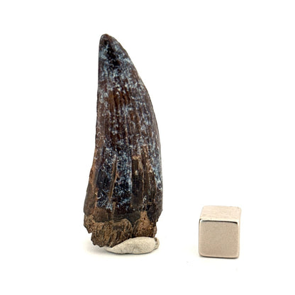 Suchomimus Dinosaur Tooth (2.03") - Spinosaurid Tooth Fossil - Early Cretaceous, Niger - FossilsAndMore