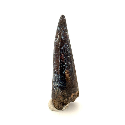 Suchomimus Dinosaur Tooth (2.03") - Spinosaurid Tooth Fossil - Early Cretaceous, Niger - FossilsAndMore