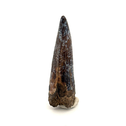 Suchomimus Dinosaur Tooth (2.03") - Spinosaurid Tooth Fossil - Early Cretaceous, Niger - FossilsAndMore