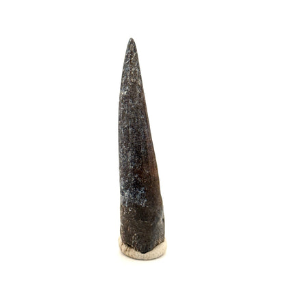 Suchomimus Dinosaur Tooth (2.07") - Spinosaurid Tooth Fossil - Early Cretaceous, Niger - FossilsAndMore