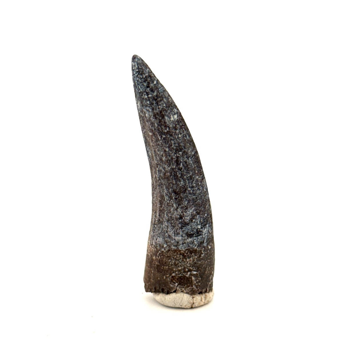 Suchomimus Dinosaur Tooth (2.07") - Spinosaurid Tooth Fossil - Early Cretaceous, Niger - FossilsAndMore