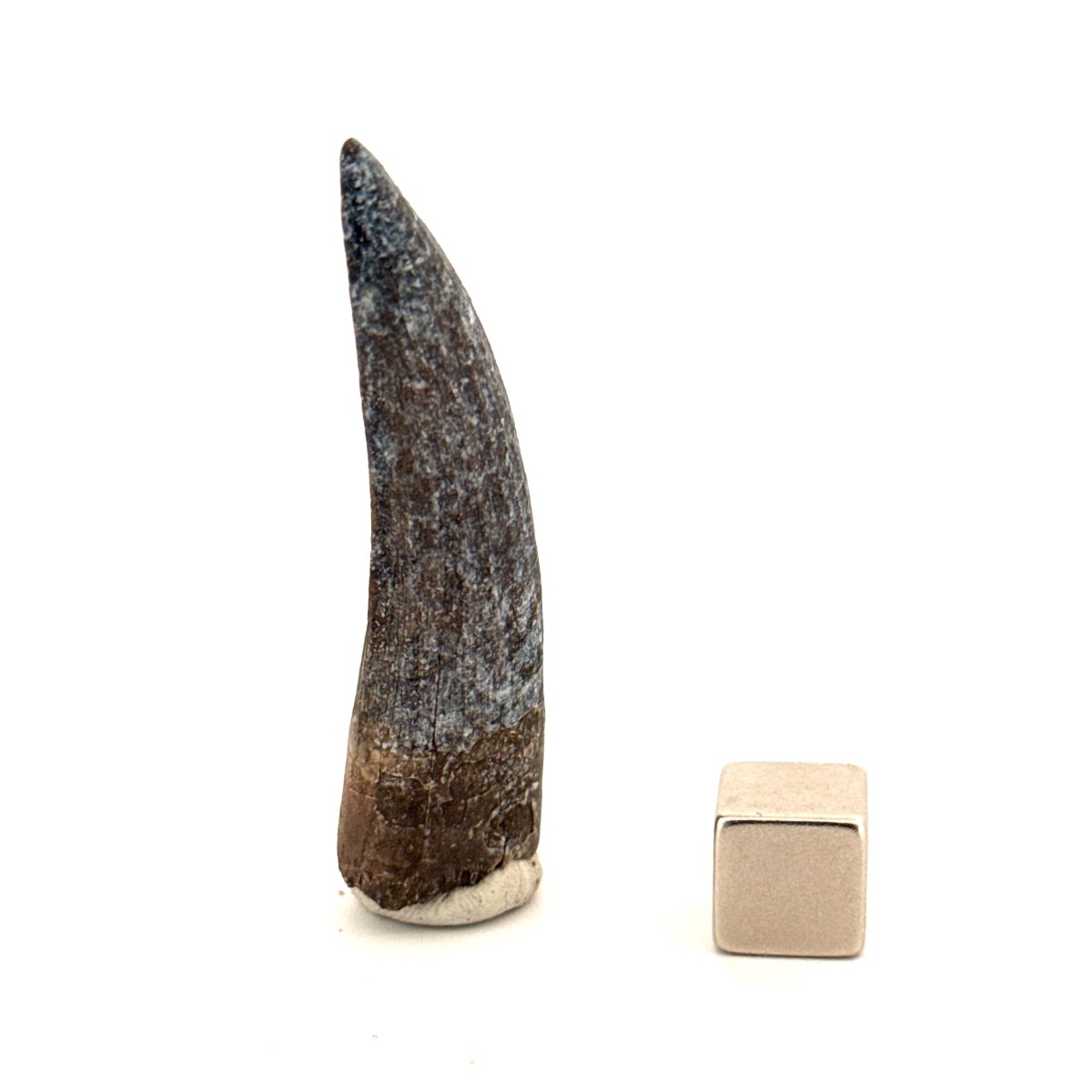 Suchomimus Dinosaur Tooth (2.07") - Spinosaurid Tooth Fossil - Early Cretaceous, Niger - FossilsAndMore