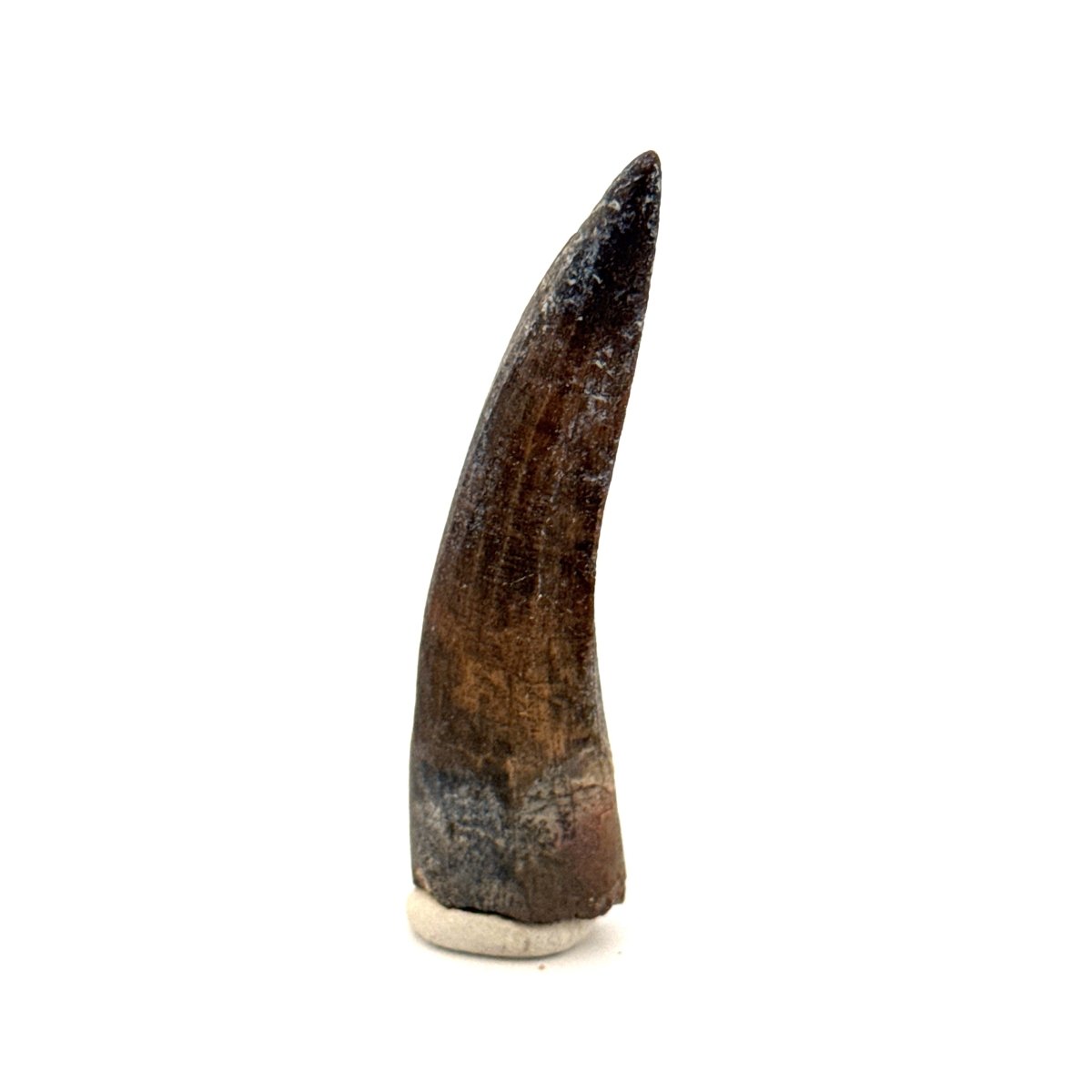 Suchomimus Dinosaur Tooth (2.07") - Spinosaurid Tooth Fossil - Early Cretaceous, Niger - FossilsAndMore