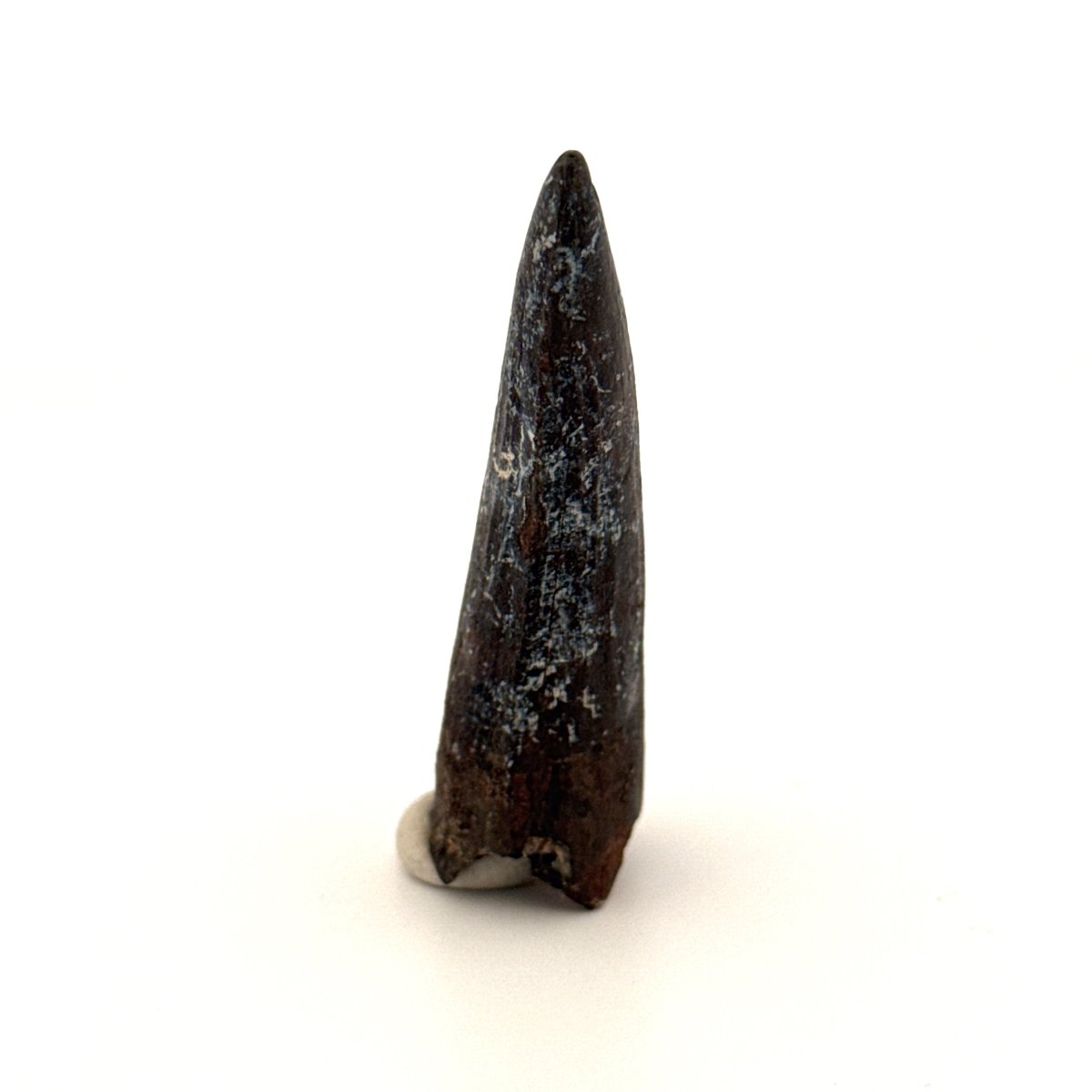 Suchomimus Dinosaur Tooth (2.10") - Spinosaurid Tooth Fossil - Early Cretaceous, Niger - FossilsAndMore