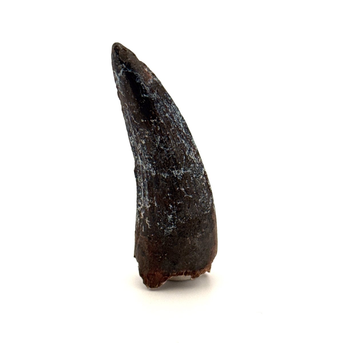 Suchomimus Dinosaur Tooth (2.10") - Spinosaurid Tooth Fossil - Early Cretaceous, Niger - FossilsAndMore