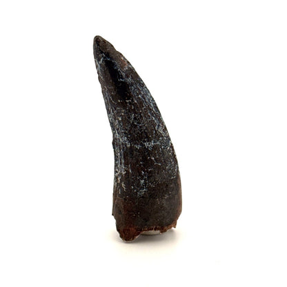 Suchomimus Dinosaur Tooth (2.10") - Spinosaurid Tooth Fossil - Early Cretaceous, Niger - FossilsAndMore