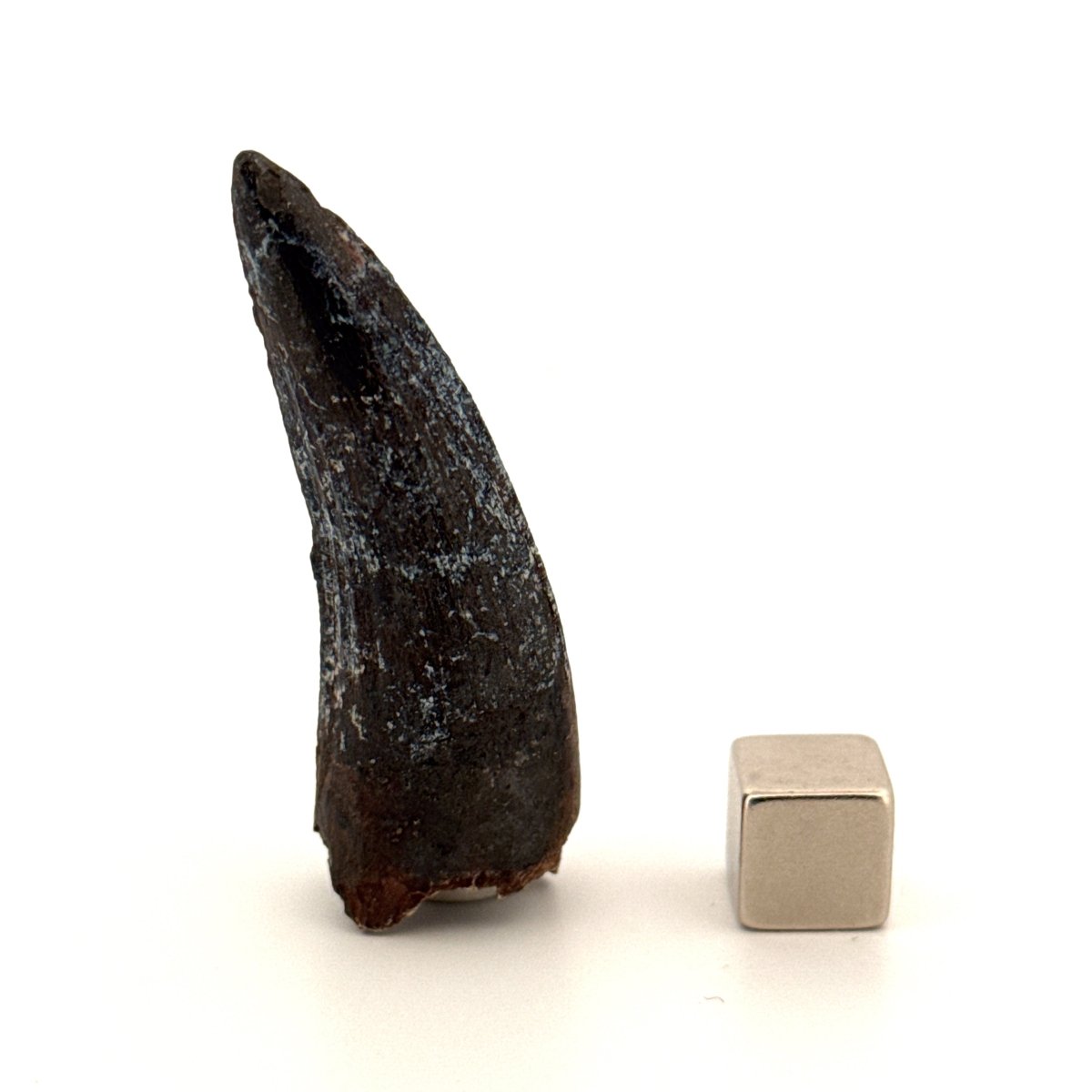 Suchomimus Dinosaur Tooth (2.10") - Spinosaurid Tooth Fossil - Early Cretaceous, Niger - FossilsAndMore