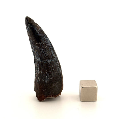 Suchomimus Dinosaur Tooth (2.10") - Spinosaurid Tooth Fossil - Early Cretaceous, Niger - FossilsAndMore