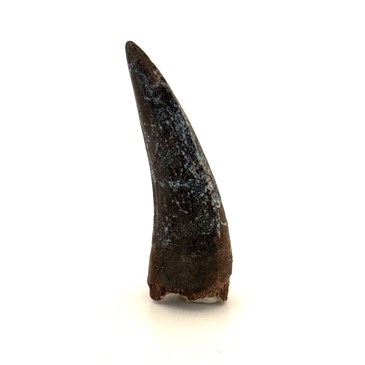 Suchomimus Dinosaur Tooth (2.10") - Spinosaurid Tooth Fossil - Early Cretaceous, Niger - FossilsAndMore
