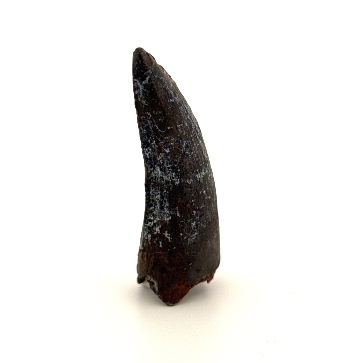 Suchomimus Dinosaur Tooth (2.10") - Spinosaurid Tooth Fossil - Early Cretaceous, Niger - FossilsAndMore