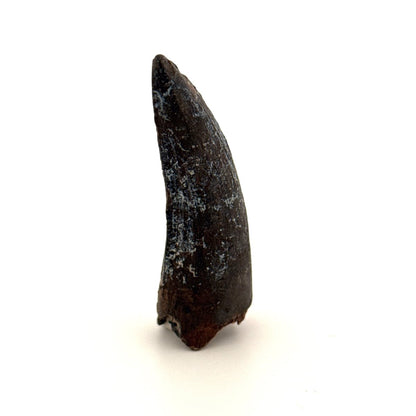 Suchomimus Dinosaur Tooth (2.10") - Spinosaurid Tooth Fossil - Early Cretaceous, Niger - FossilsAndMore