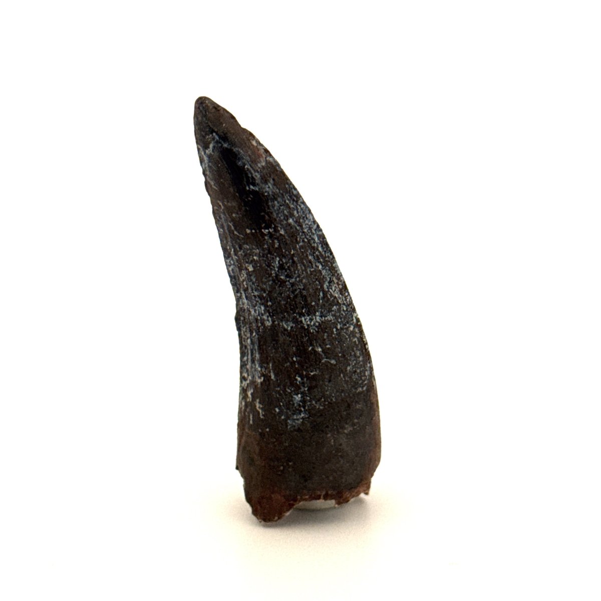 Suchomimus Dinosaur Tooth (2.10") - Spinosaurid Tooth Fossil - Early Cretaceous, Niger - FossilsAndMore